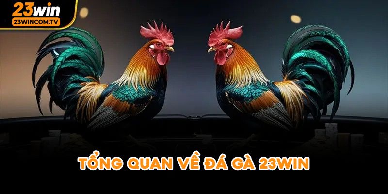 Tổng quan về đá gà 23win