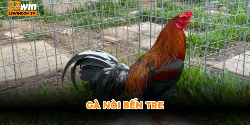 Gà nòi bến tre